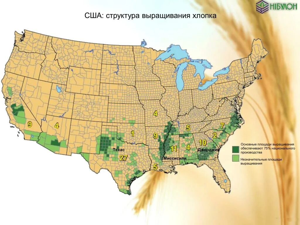 Террористы выращенные в сша 8 букв. Районы выращивания хлопчатника. Основные сельскохозяйственные культуры выращиваемые в США. Культуры выращивающие в США. Карта выращивания хлопка.