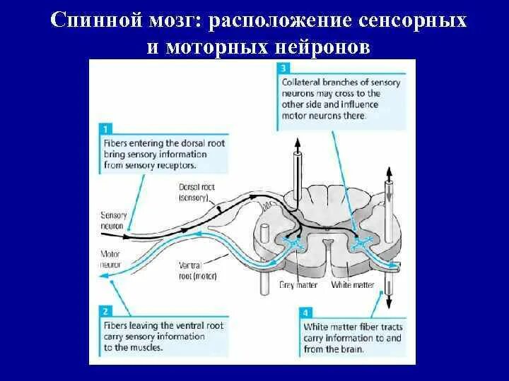 Чувствительный нейрон двигательный нейрон центр слюноотделения. Двигательный и вставочный Нейрон. Нейроны спинного мозга схема. Двигательные Нейроны спинного мозга. Периферический двигательный Нейрон анатомия.