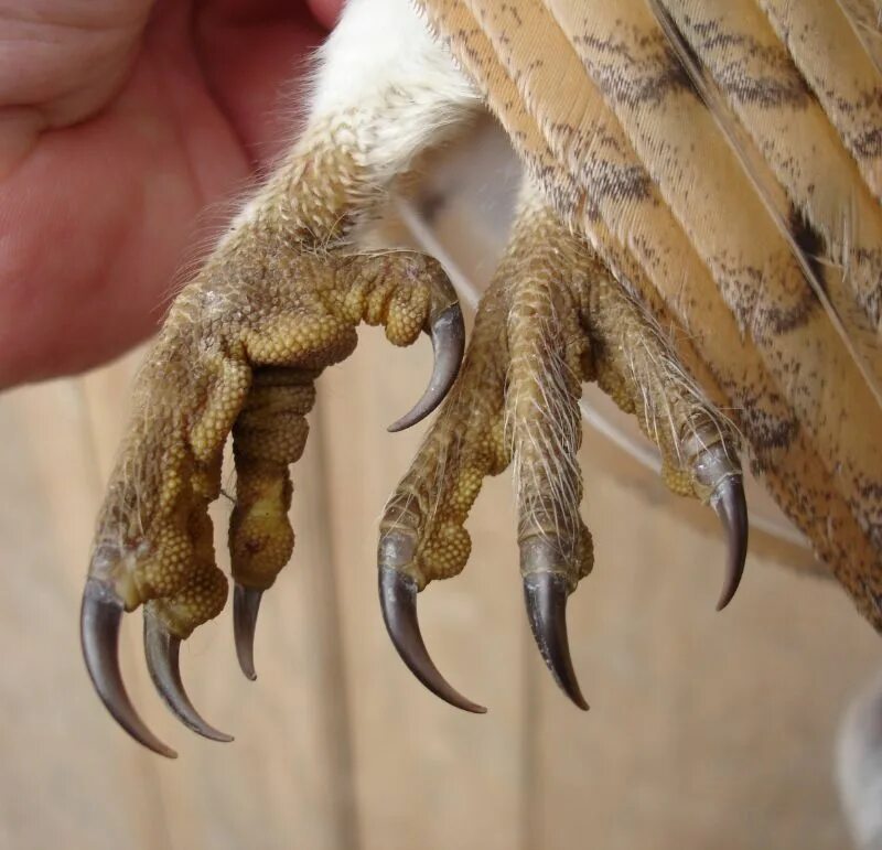 Sharp claws