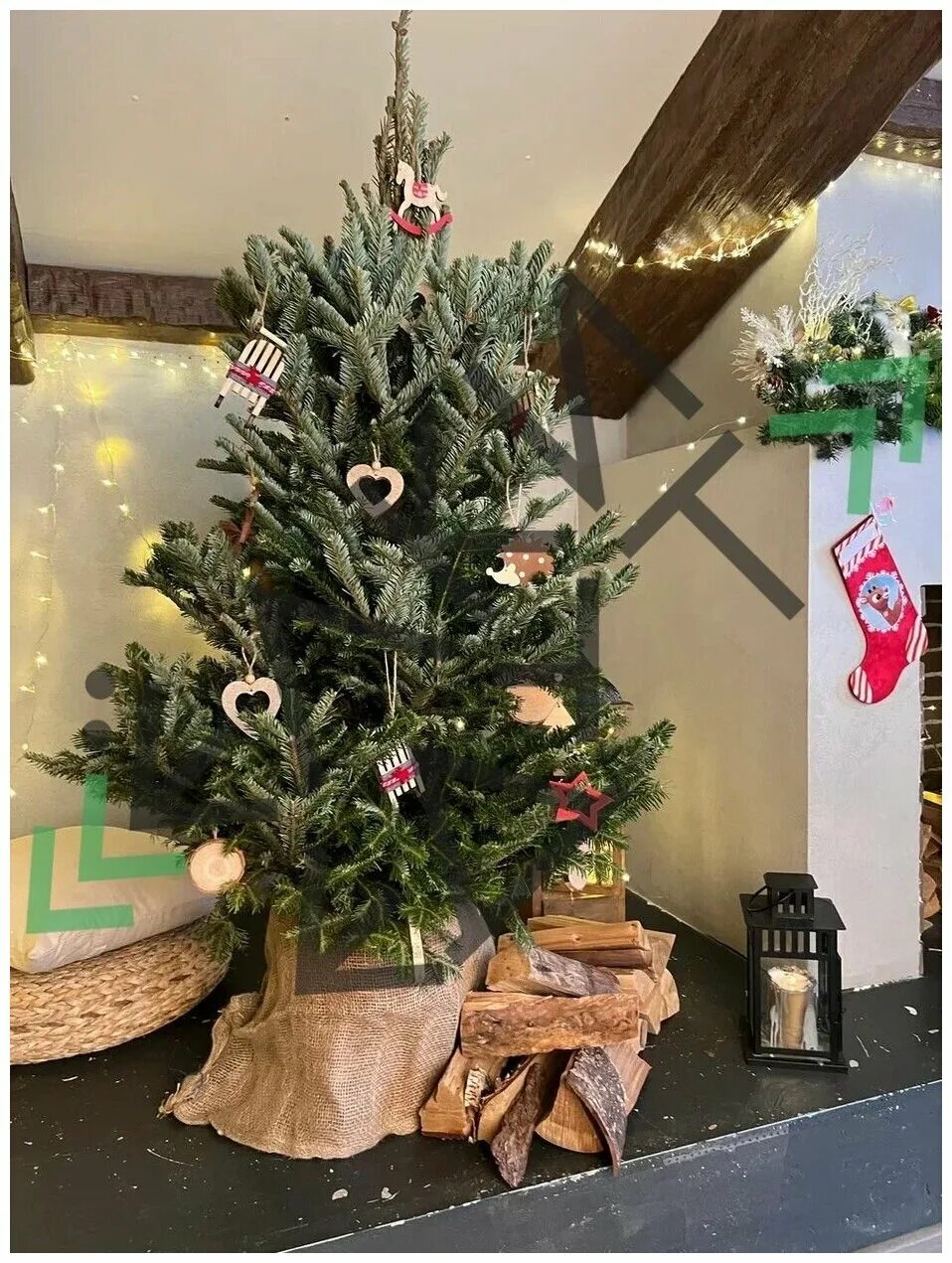 елка живая. пихта фразера. настоящая елка на новый год. датская елка нордмана prime. живая новогодняя елка отзывы.