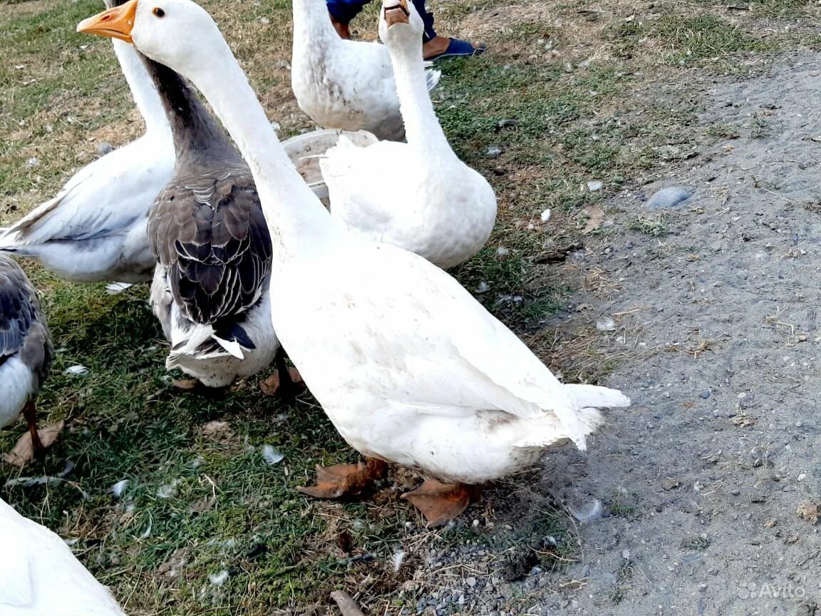 Сколько сейчас стоит гусь. Сколько сейчас стоит гусь. Сколько сейчас стоит гусь. Стая домашних гусей. Птичий двор буденновск.