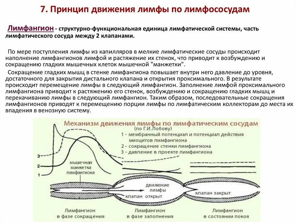 Движение фактор. Механизм движения лимфы по лимфатическим сосудам. схема движения лимфы по сосудам. механизмы обеспечивающие движение лимфы по сосудам. механизм образования лимфы схема.
