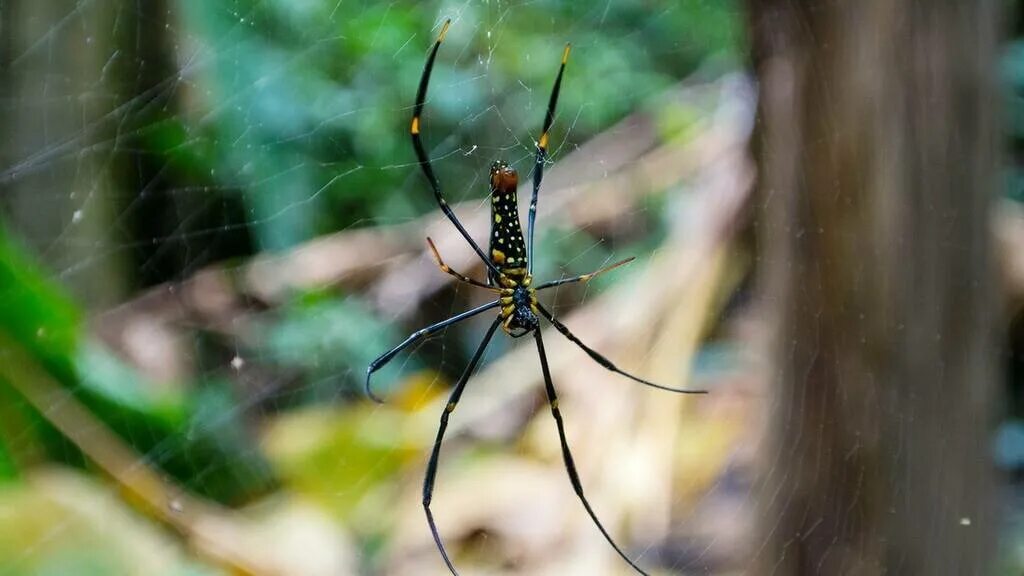 Пауки в тайланде. Паук Nephila pilipes. Ядовитые пауки Тайланда. Паук Nephila pilipes ядовитый?.