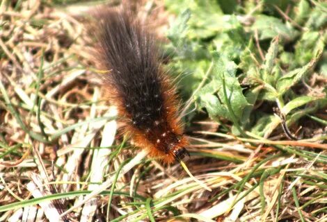 Гусеница семейства медведиц. Видео редких насекомых и ракообразных