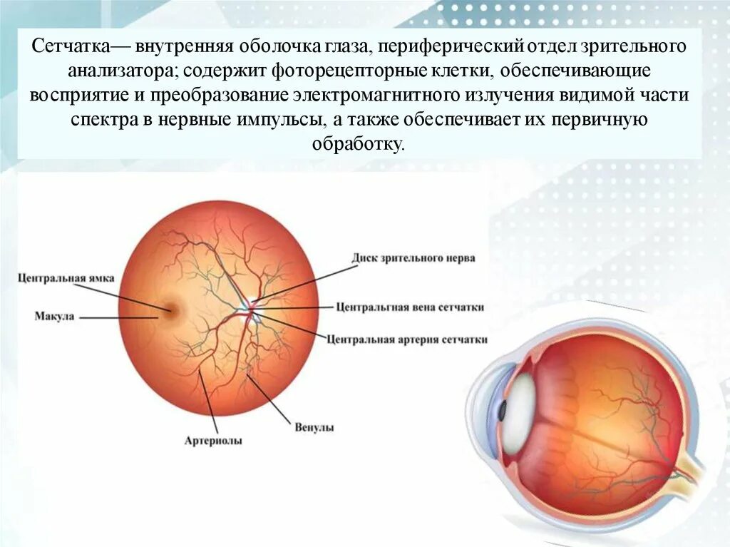 Сетчатка глаза. Изображение на сетчатке. Формирование изображения на сетчатке глаза. Пигментный слой сетчатки глаза. Перед сетчаткой расположена