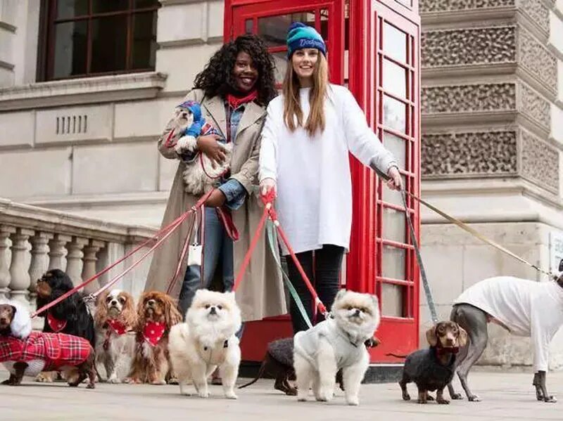 австралийский хилер. собаки лондона. собаки лондона. собаки в великобритании. лондонцы и собаки.