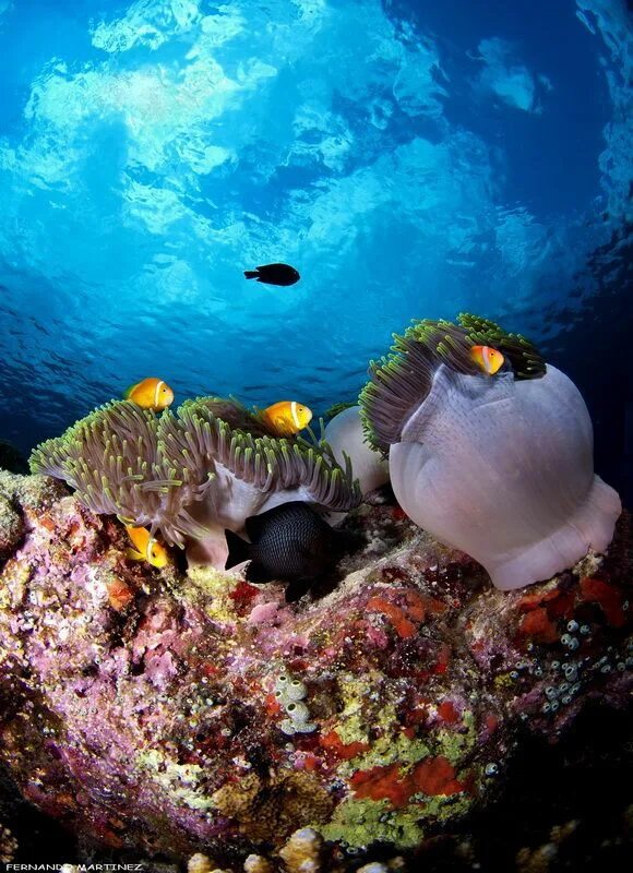 Жизнь в океане и на суше. Мальдивы подводный мир. Жизнь в океане. Подводные животные Мальдив. Как выглядит подводный мир.