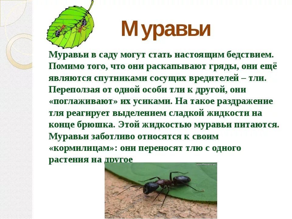 Сообщение про насекомых