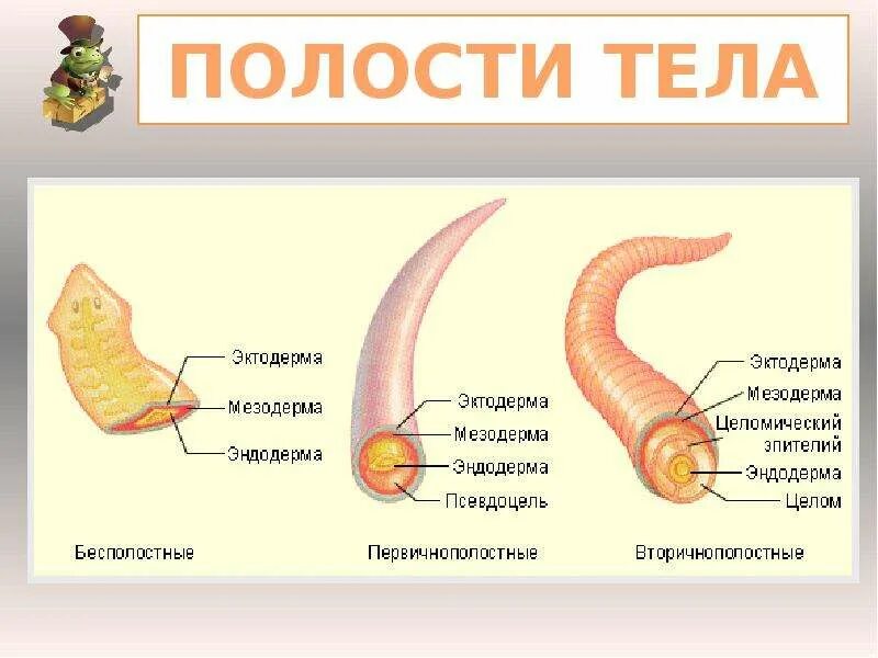 Тип полости тела у животных. Полости тела. Первичная и вторичная полость тела. Первичная полость тела человека. Полости тела животных.