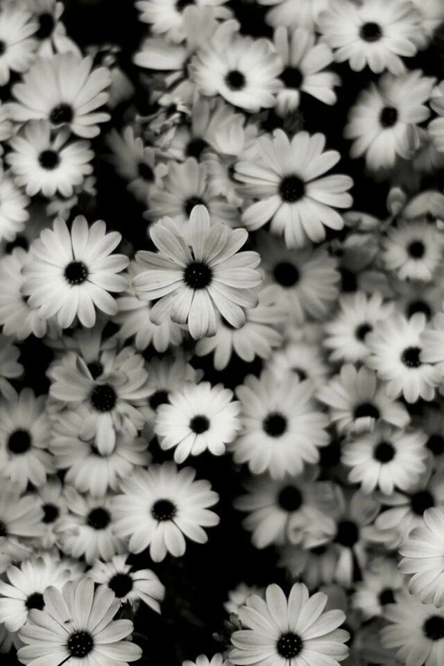 Nature - Natur Nature Black, white photography, White flowers, Flowers