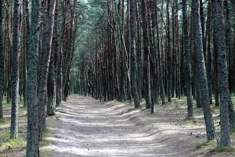 Соснами косыми