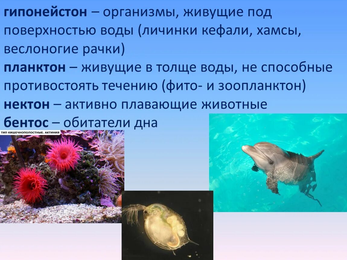 Обитают в толще морской воды. Планктон Нектон бентос. В толще воды обитают. Толща воды обитатели. Организмы обитающие в воде.