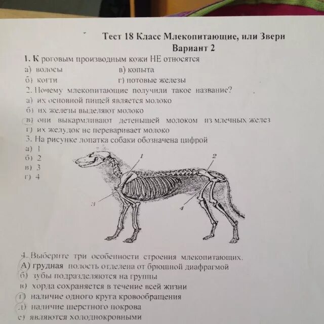 Тест по биологии млекопитающие 8 класс ответы. Что едят млекопитающие. Тест по биологии млекопитающие. Тест по биологии 7 класс млекопитающие. Тест млекопитающие 7 класс.