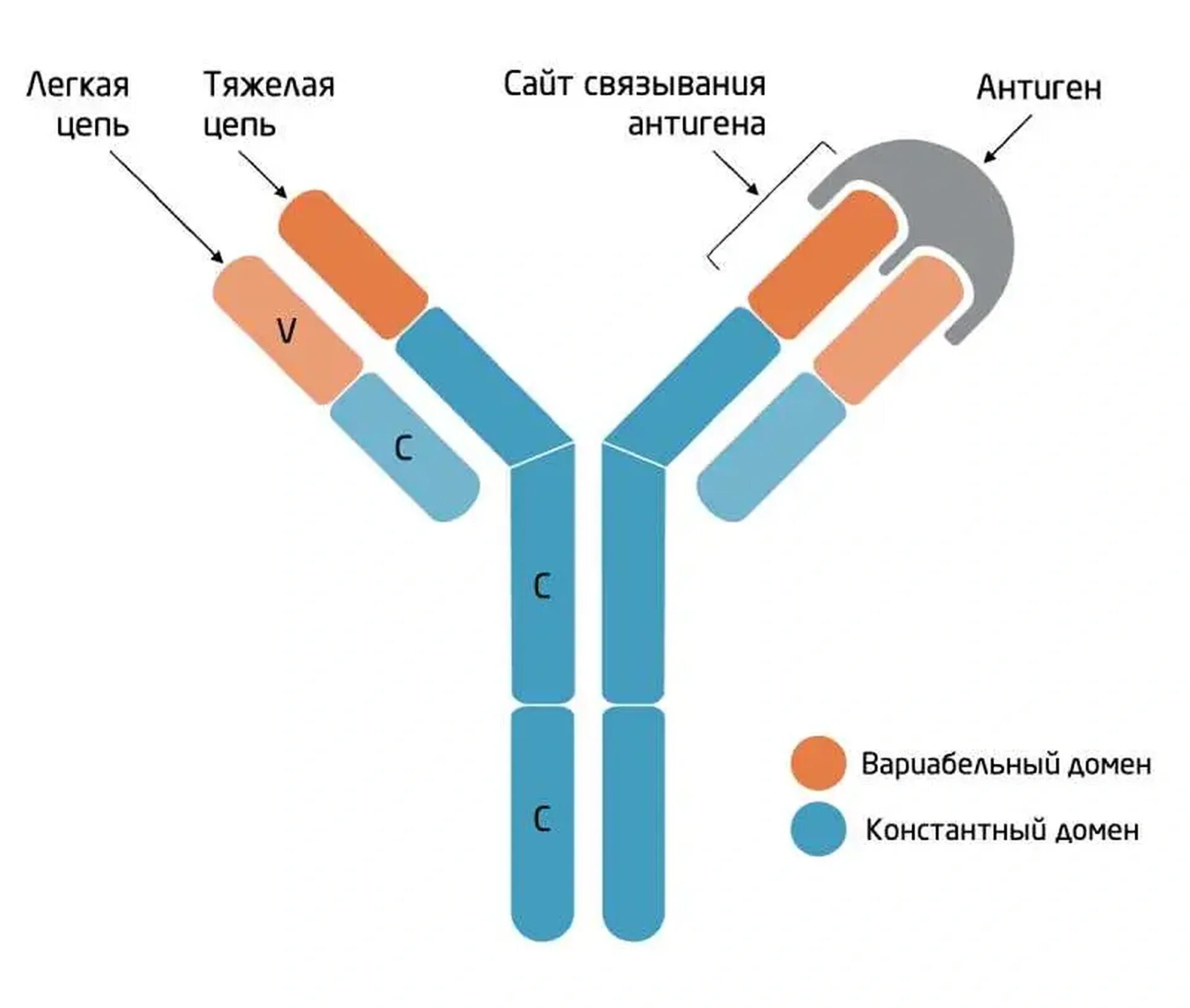 Моноклональные антитела строение. Структурамоноклональных антител. Структура антител. Вариабельный домен антитела. Домены антител