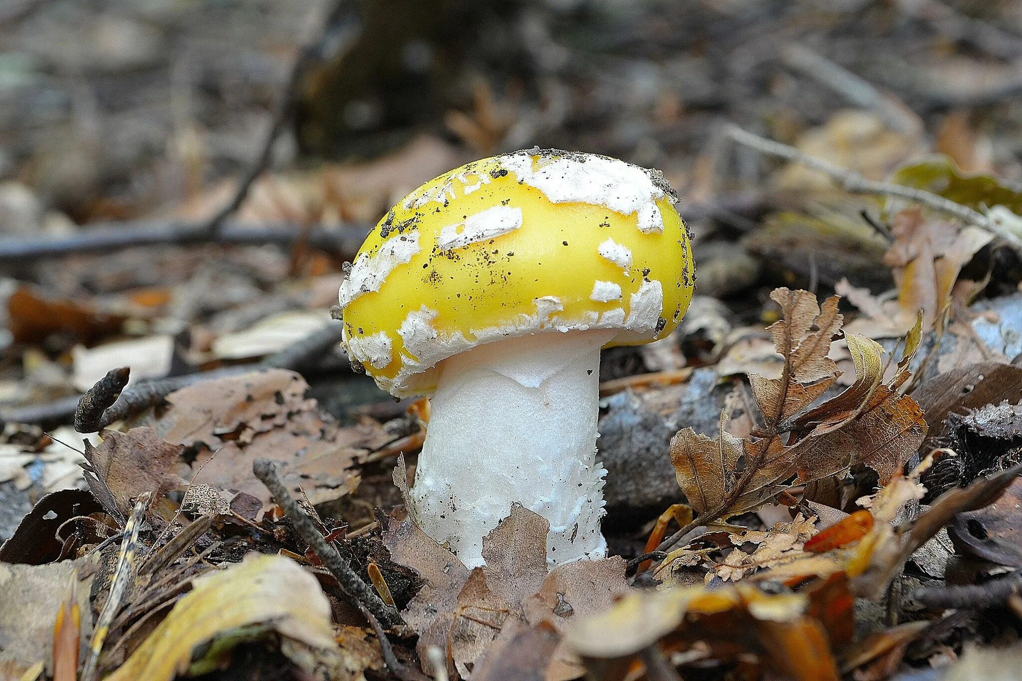 Желтый мухомор фото Russula yellow: edible or not, photo