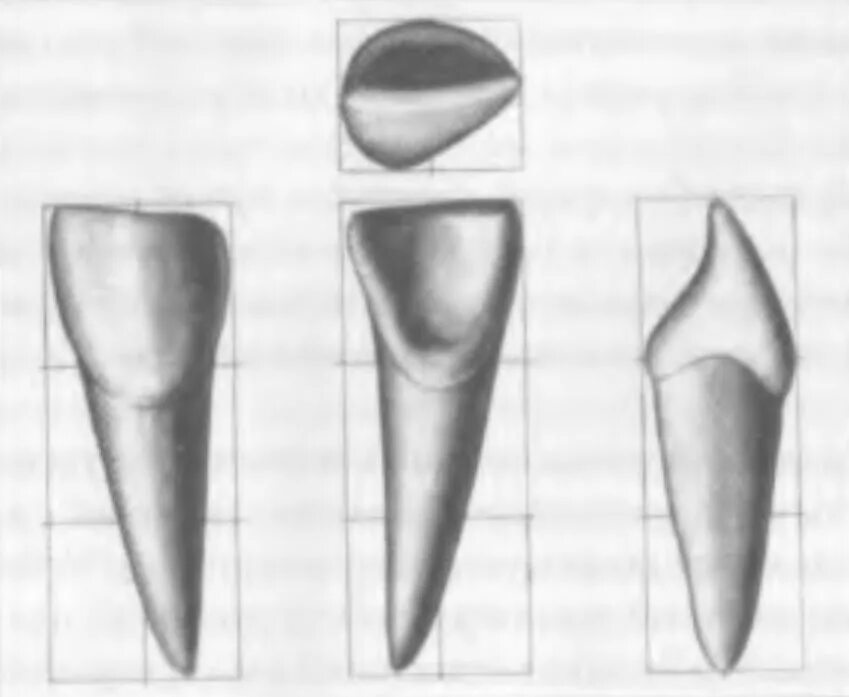 Зуб боковой резец. Моделировка центрального резца верхней челюсти. Медиальный резец нижней челюсти моделирование. Центральный медиальный резец верхней челюсти. Центральный резец нижней челюсти анатомия.