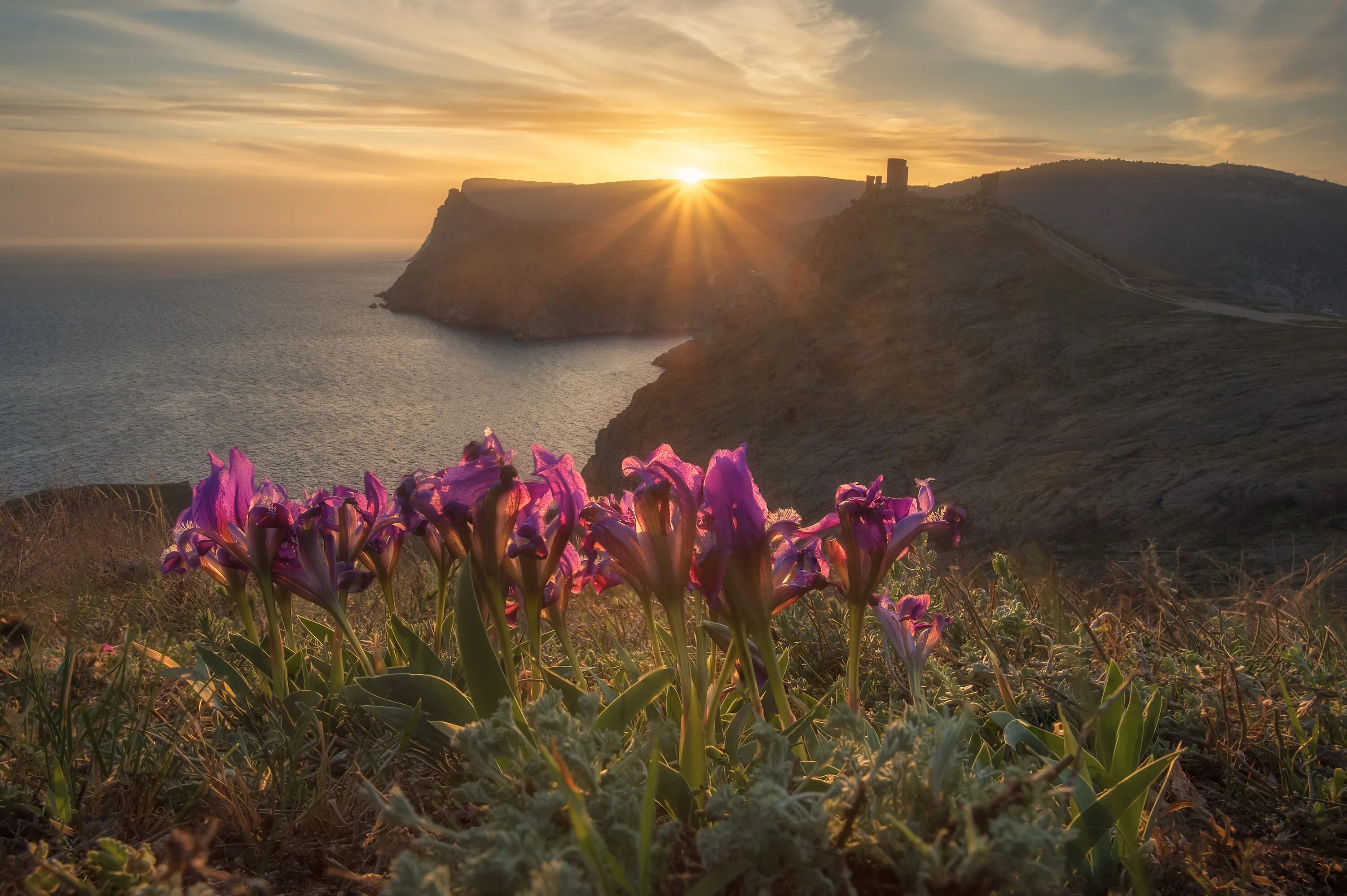 В крыму зацветут. Дикие ирисы в Крыму. Цветы Крыма. Крым весной.