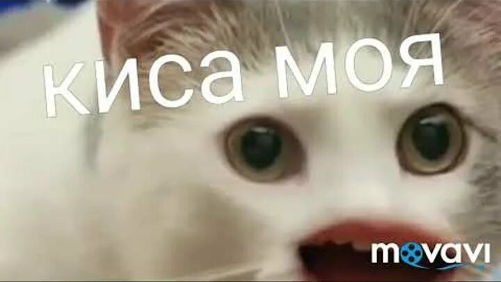 Киса моя любимая. Люблю тебя киса моя. Фото кисы алисы. Мэджик петс алиса. Мэджик фэмили киса алиса.