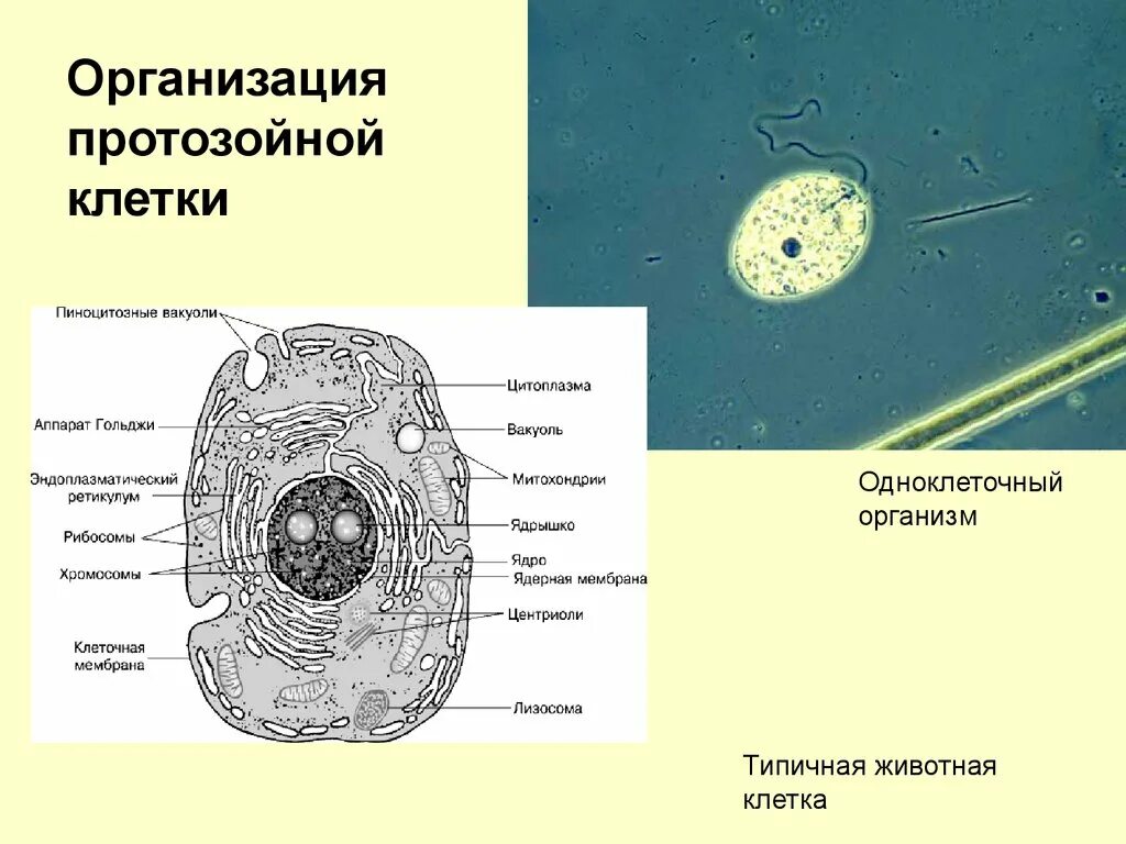 Клетка простейших состоит. Клетки одноклеточных животных. Строение клетки простейших. Организация протозойной клетки. Клетка одноклеточного организма.