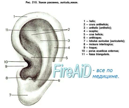 Наружное ухо состоит из ушной раковины. Строение наружного уха на латыни. Строение наружного уха хрящ. Строение ушной раковины анатомия. Строение наружного уха человека анатомия.