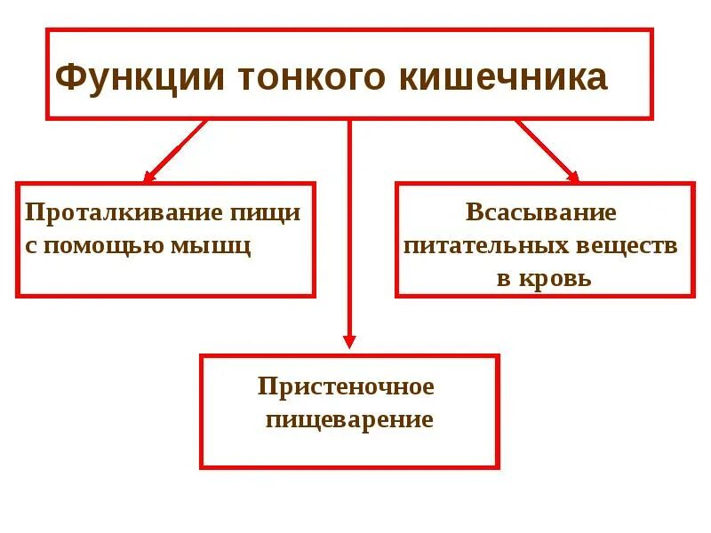 Кишечник функции кратко. Функции тонкого кишечника. функции тонкой кишки кратко. функции тонкого кишечника человека. основные функции тонкого кишечника.