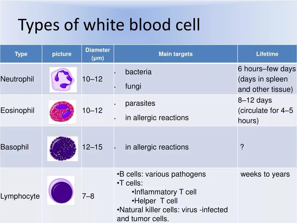 WBC (White Blood Cell. Blood Cells Types. The function of White Blood Cells. Types of White Blood Cells.