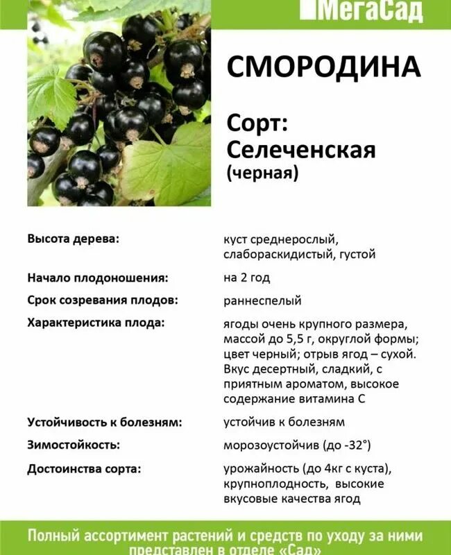 Смородина черная селеченская 2. Смородина передача. Смородина черная (ribes nigrum l. Неспелая черная смородина. ).