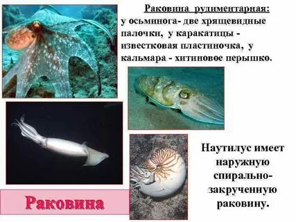 Какая наука изучает каракатиц