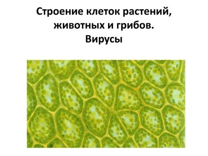 Клетку можно изучить с помощью