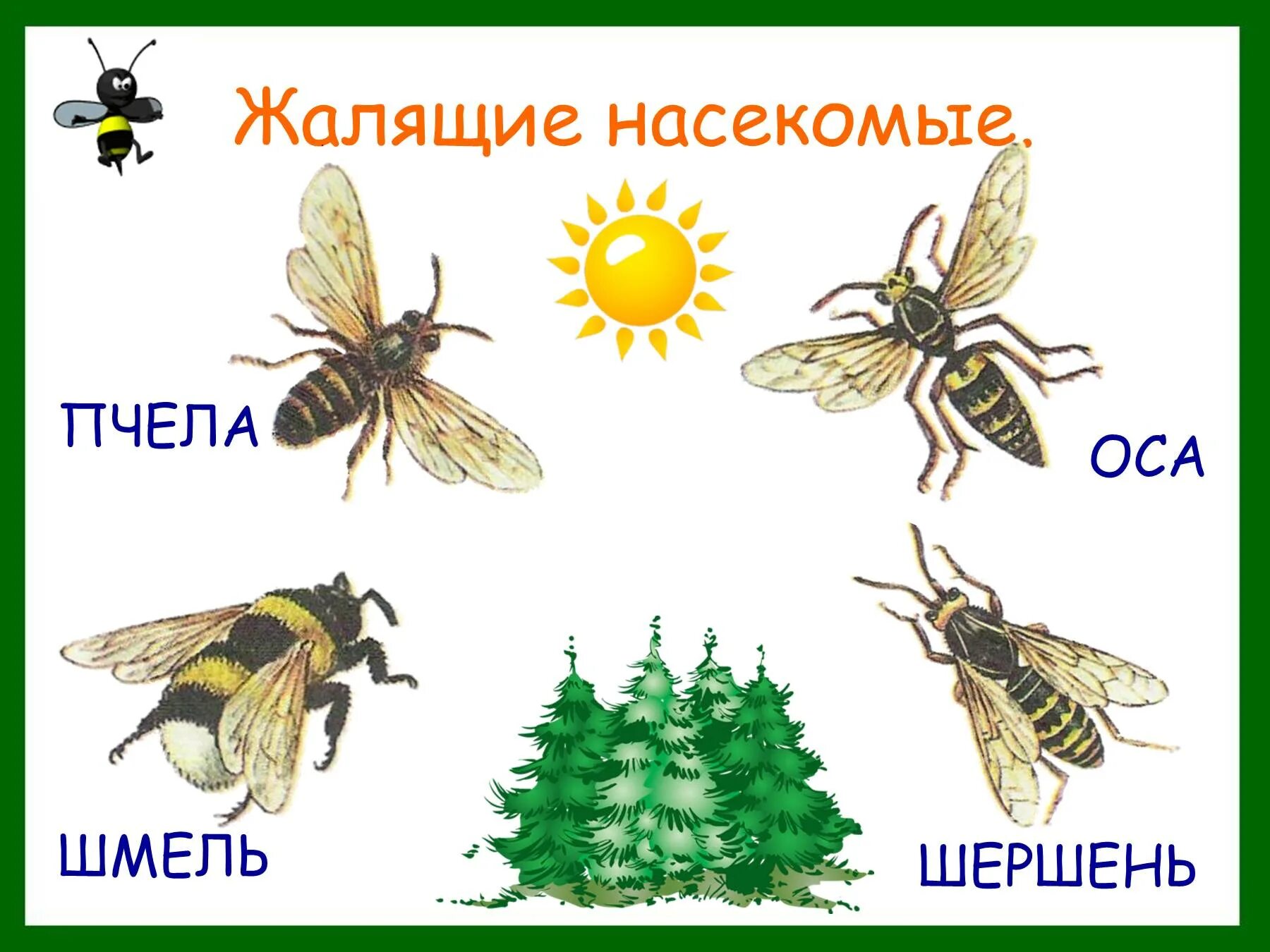 Насекомое пчела 2 класс. Жалящие насекомые в лесу 2 класс. Лесные опасности жалящие насекомые. Опасности с насекомыми в лесу для детей. Насекомые для дошкольников.
