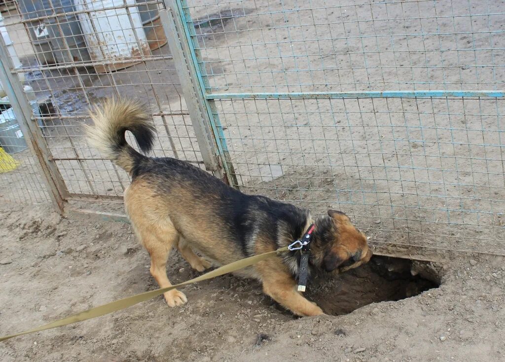 Приют для собак. Много много собак. Бездомные животные в приюте. Белорецкий приют для животных. Куда отдать собаку в хорошие.
