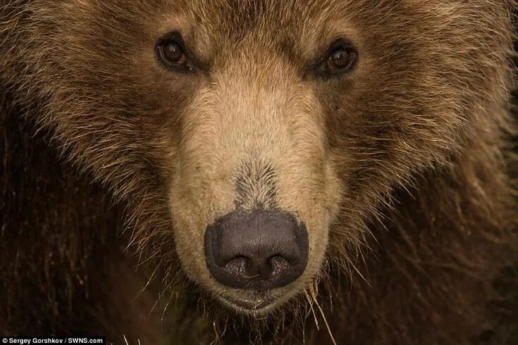 Flickr Animal planet, Grizzly bear, Bear pictures