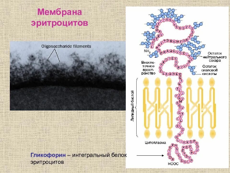 Белок мембраны эритроцитов. Мембранные белки эритроцитов. белки мембраны эритроцитов. строение мембраны эритроцита. гликофорин эритроцитов.