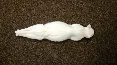 Личинка коте