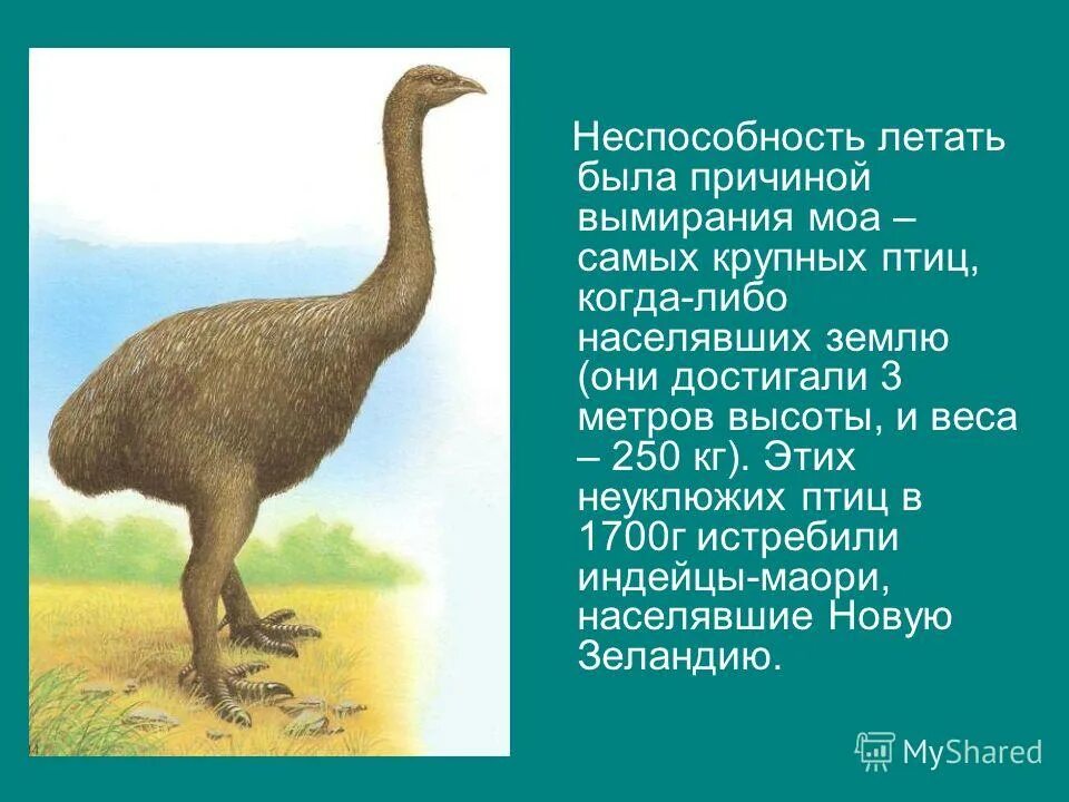 Вымерший вид крупных нелетающих птиц. Моа вымершая птица. большие вымершие птицы. вымершие нелетающие птицы. крупная вымершая нелетающая птица.