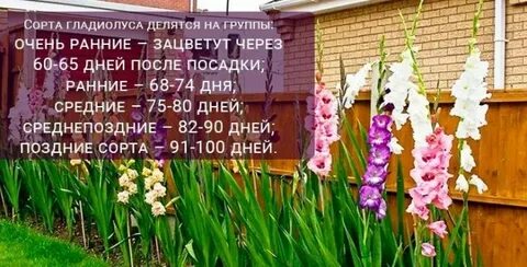 Гладиолусы расстояние при посадке