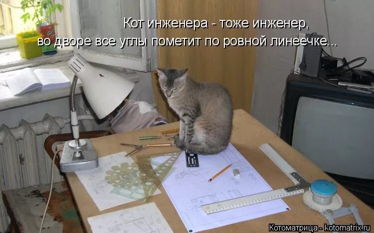 кот инженер. кот инженер лахта. кот мостик. коты инженеры. кот инженер.