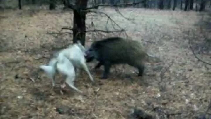 Видео с лайка с собакой. Охота на кабана с собаками лайки. Охота на кабана с лайками зимой.