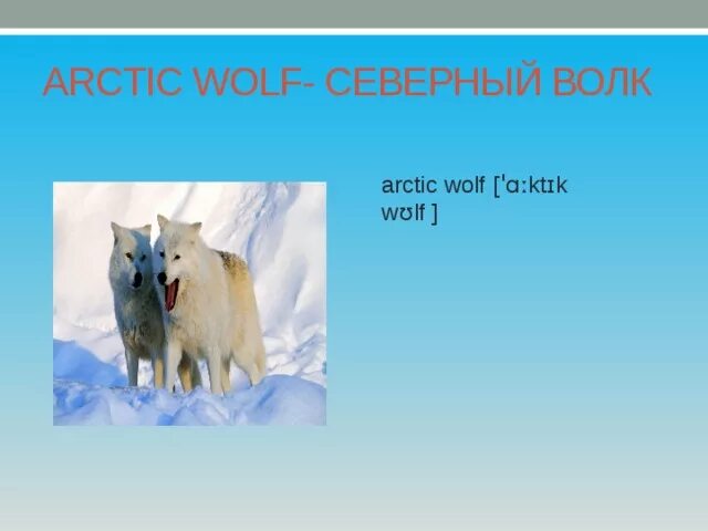 Полярный волк где находится на карте. Зуб арктического волка. Молочный зуб арктического волка. Клык арктического волка Геншин. Зуб арктического волка для чего нужен.