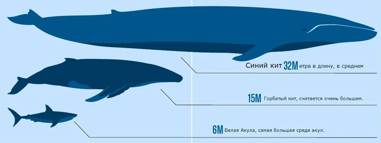 Синий кит длина и вес. Самый большой синий кит Размеры. Киты Размеры в сравнении. Кит и человек сравнение.