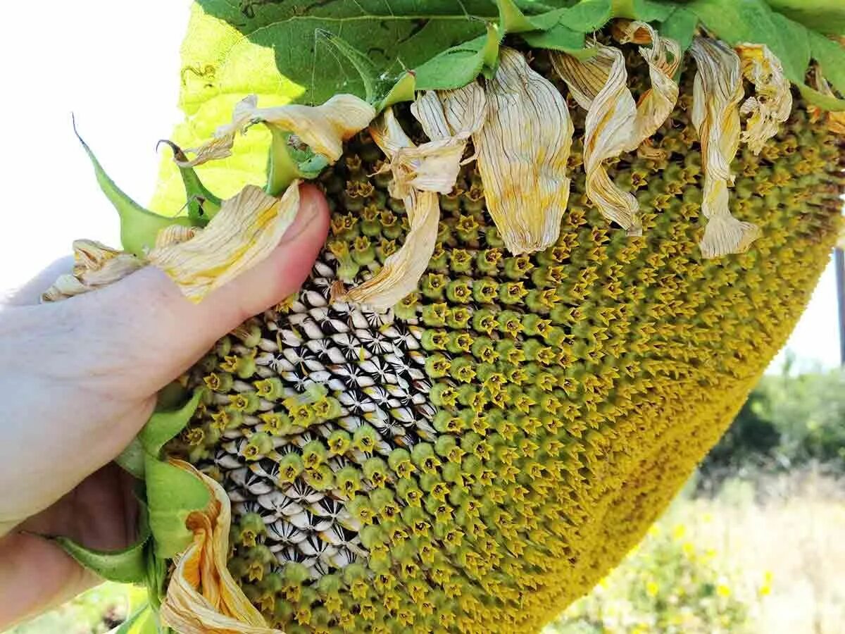 Как растут семечки. Подсолнечник крупноплодный посейдон. Подсолнечник растет. Сорт дакота подсолнечник. Подсолнух растет.