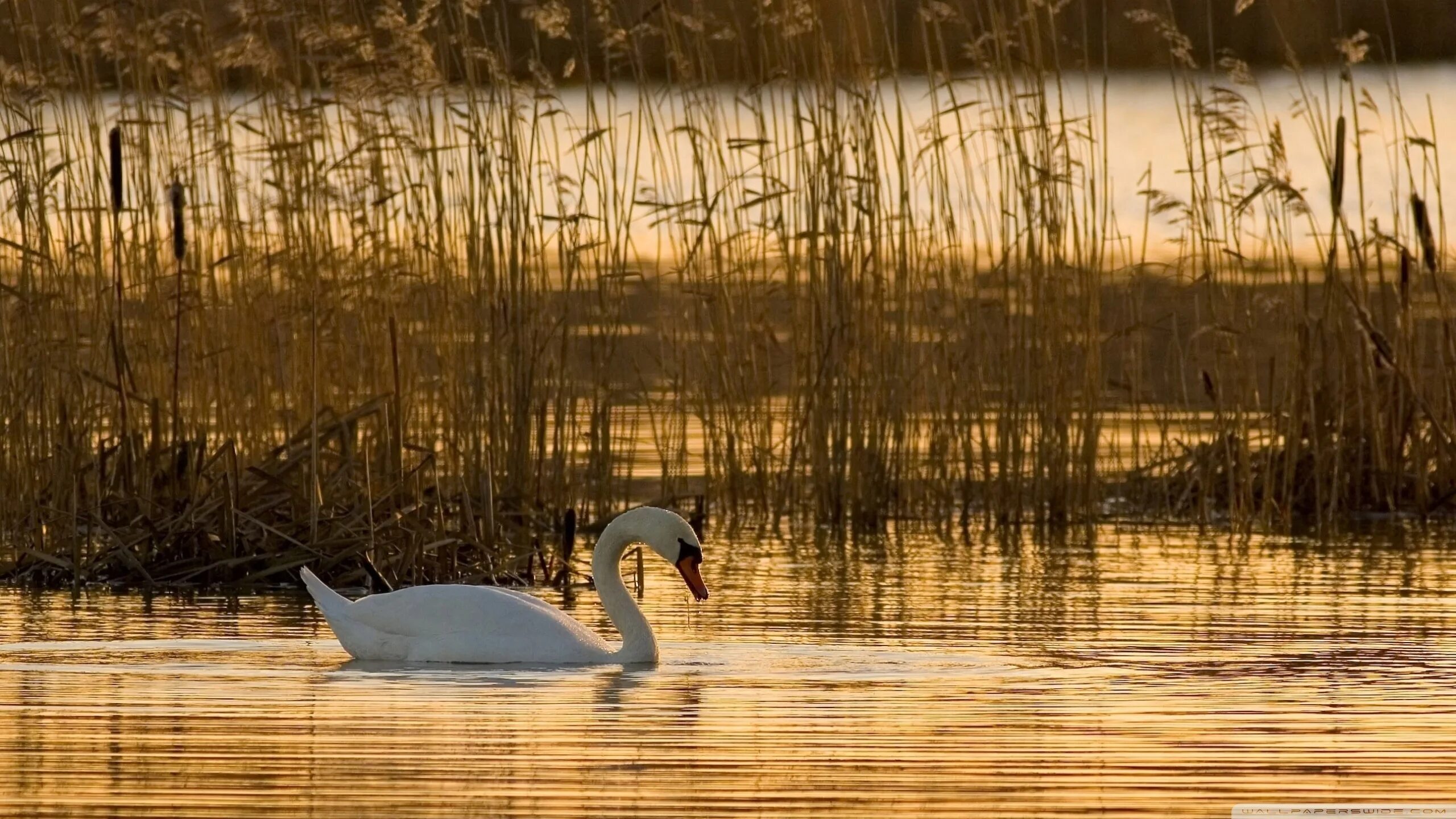 Лебедь лось. Лебеди в пруду. Лебедь в камышах. Лебеди над озером. Лебеди на озере.