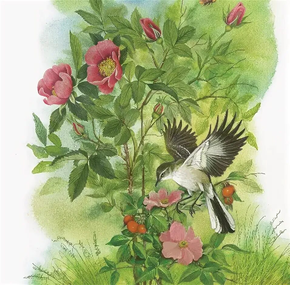 стіх о беларусь мая шыпшына. стихи на белорусском языке о единении россии и беларуси. стихи про беларусь на белорусском. стіх о беларусь мая шыпшына. стих про беларусь.