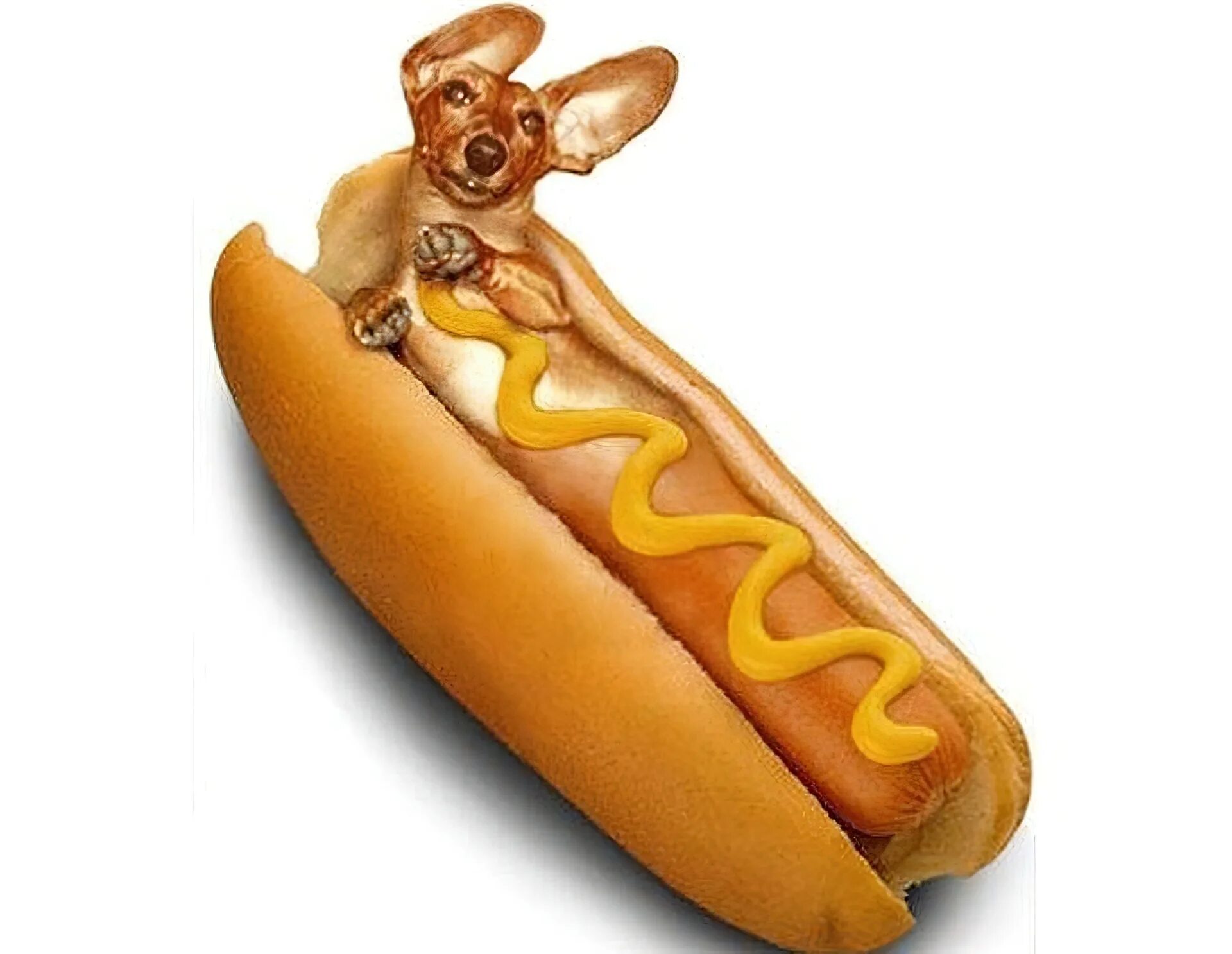 такса щеночек хот дог. собака сосиска. такса в костюме сосиски. смешной хот дог. собака такса хот дог.