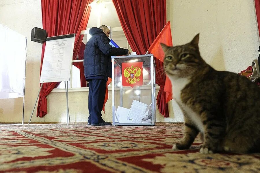 Можно на избирательный участок с собакой. Кот голосует. Кот на выборах. Кот выборы. Кот на голосовании.