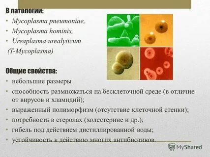 Микоплазмоз у женщин симптомы и причины