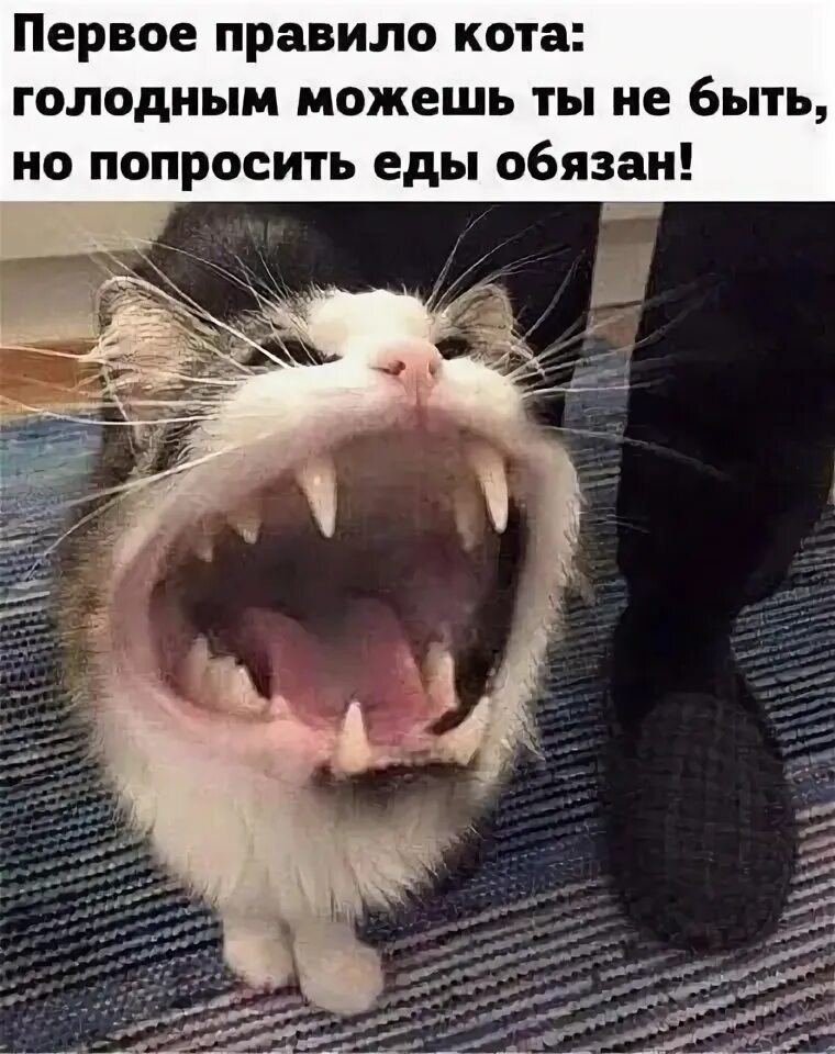 Кот орет картинка мем Silly Cat Video YouTube