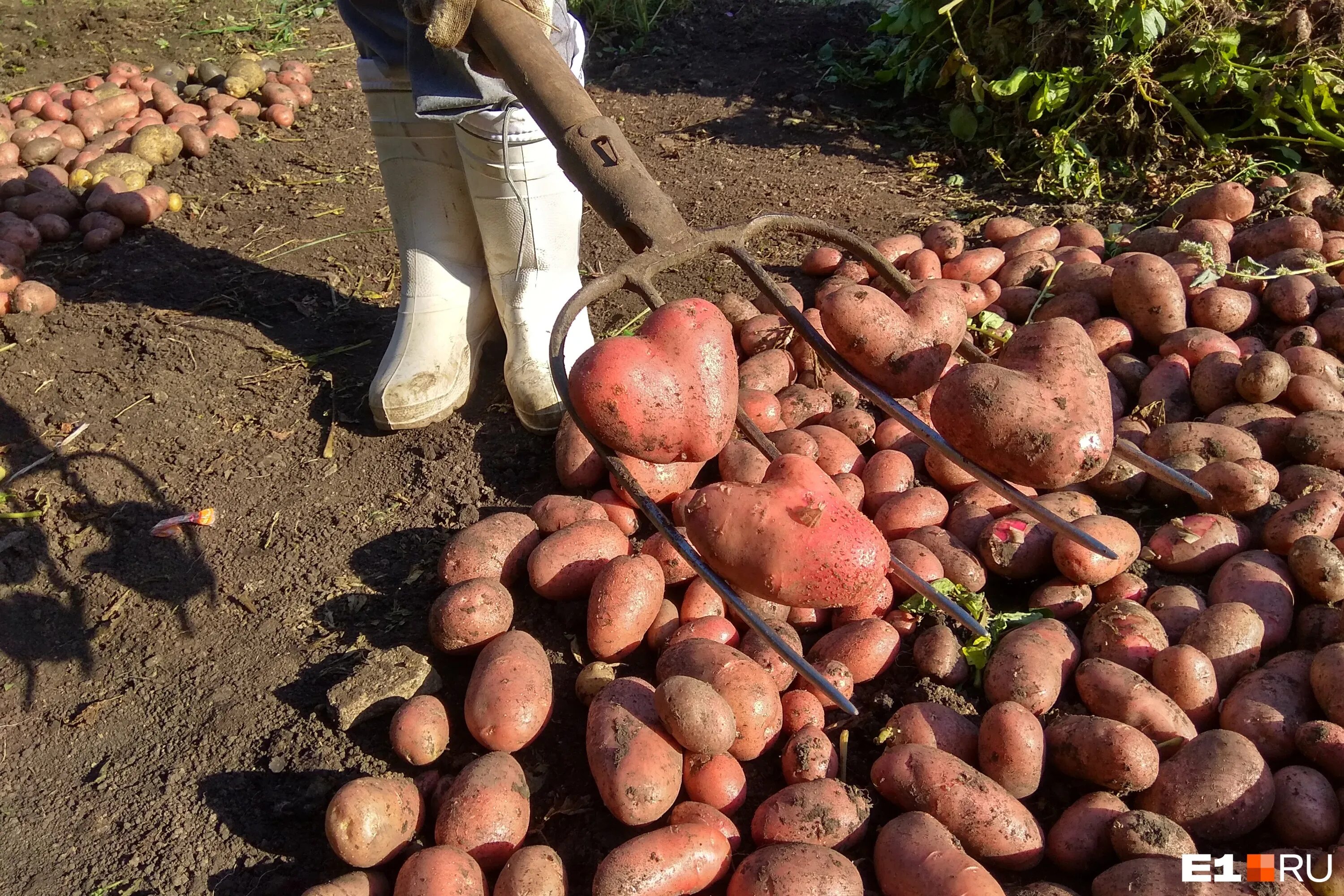 Когда копать картошку в августе. Сбор картофеля. выкопали картофель. вилы копать картошку. когда выкапывать картошку.