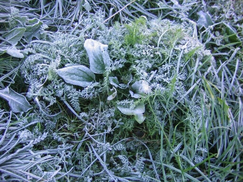 Заморозки. Весенние заморозки. Заморозок на почве. Летние заморозки.