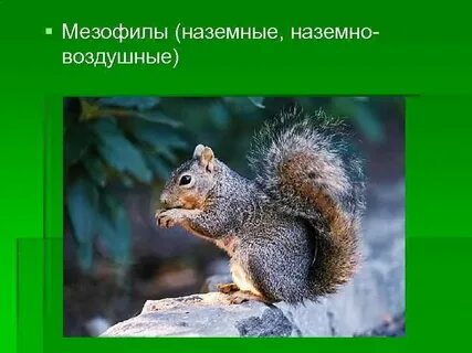 Мезофилы